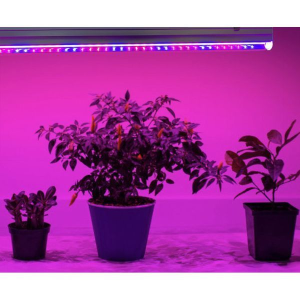 Фітолампа для рослин біколорна (4red / 2 blue) Т5 9W 0.6м LED-STORY Naturel магістральні 21565 фото